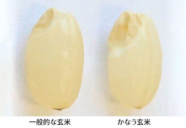 ◆翌営業日発送◆令和6年産  北海道産 「かなう玄米」（新品種／きためぶき）玄米5kg 栽培期間農薬不使用　巨大胚芽米 - 画像 (3)
